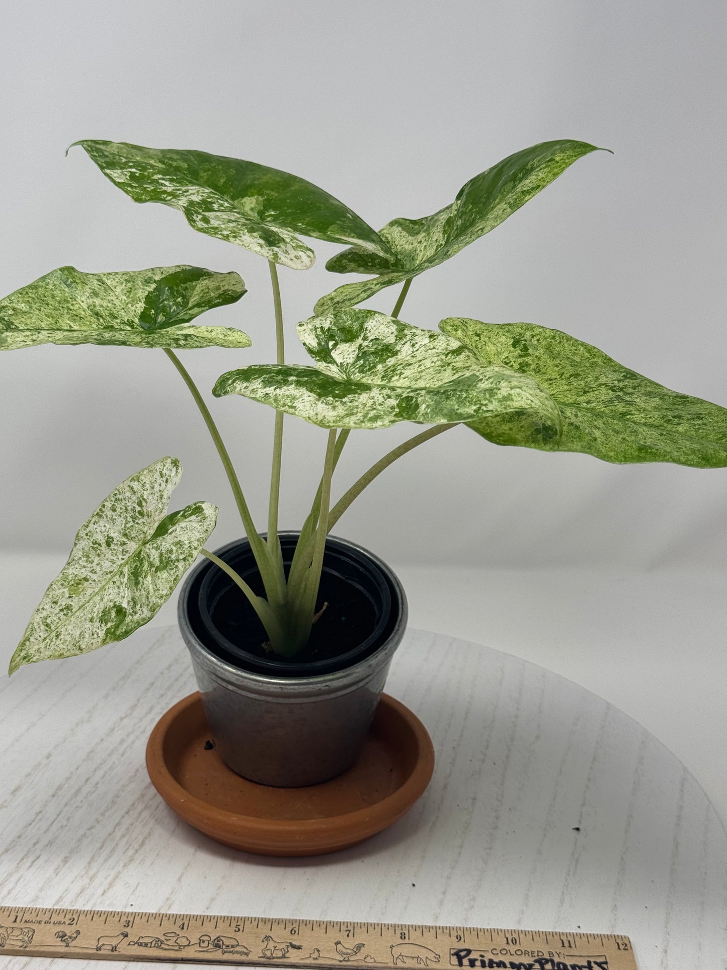 Alocasia Macrorrhiza splash