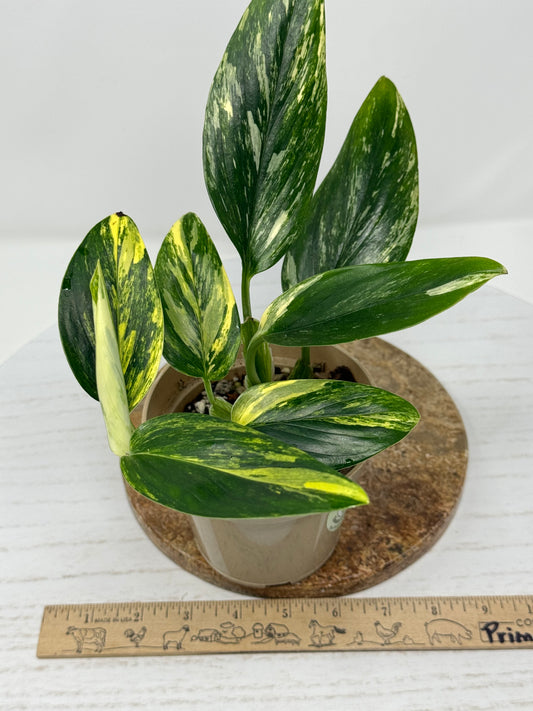 Monstera Standleyana Aurea variegated