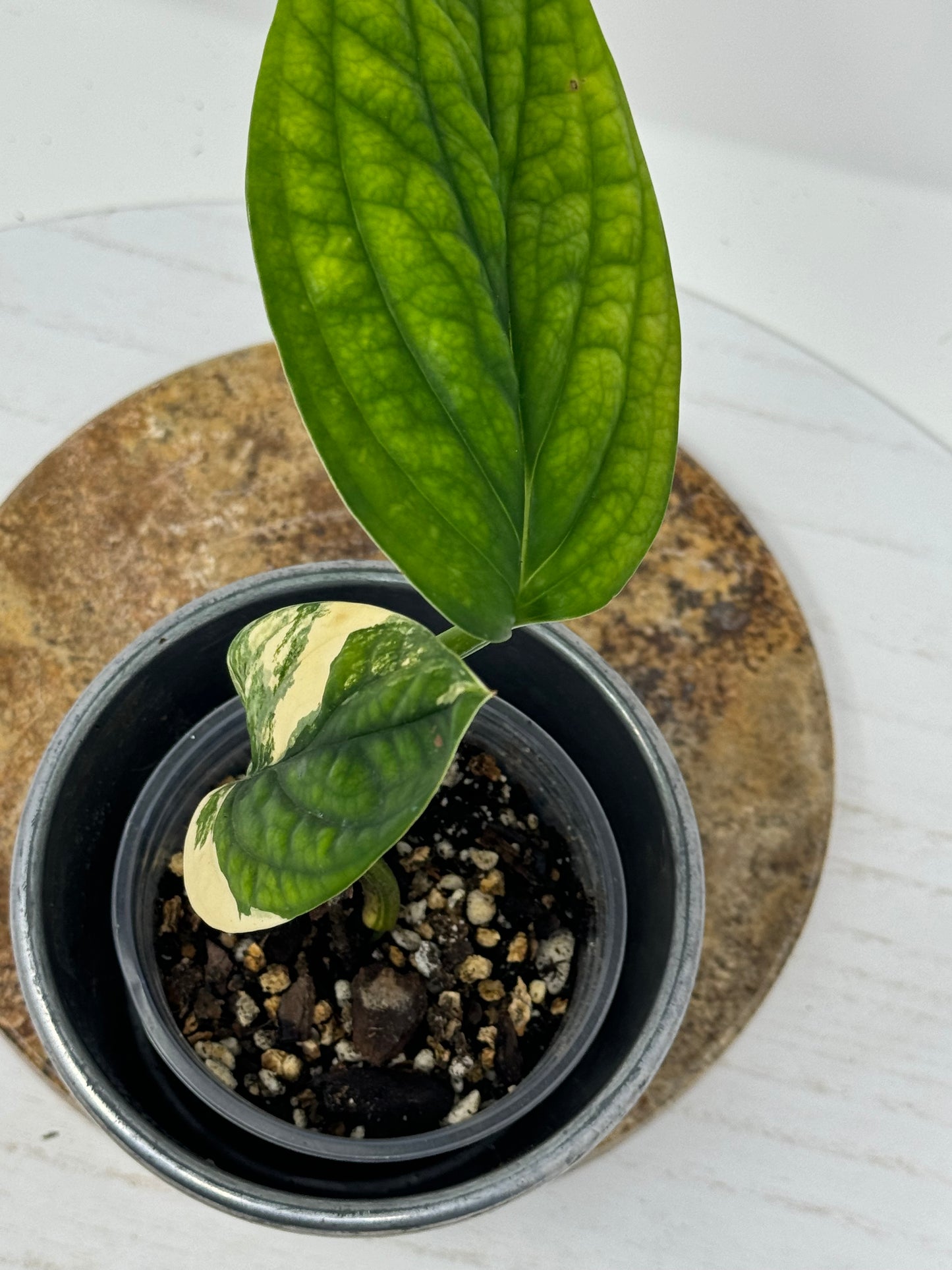 Monstera Peru variegata