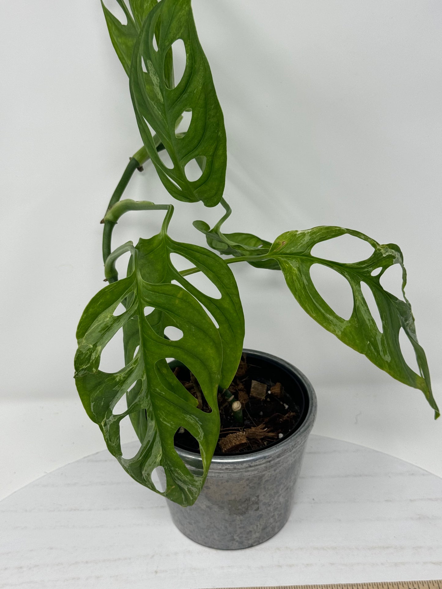 Monstera Adansonii Mint