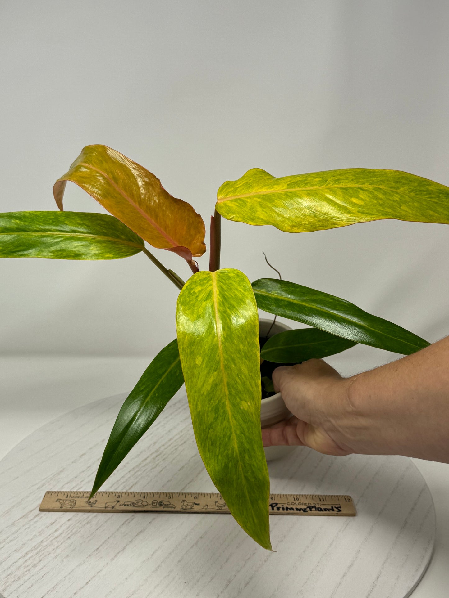 Philodendron Orange Marmalade