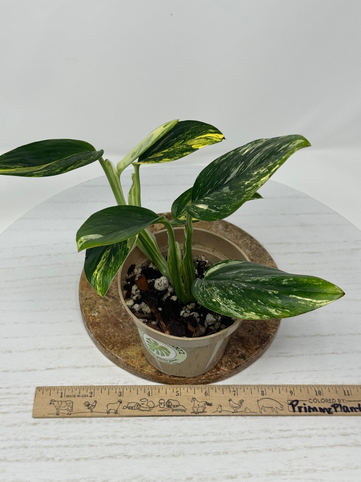 Monstera Standleyana Aurea variegated