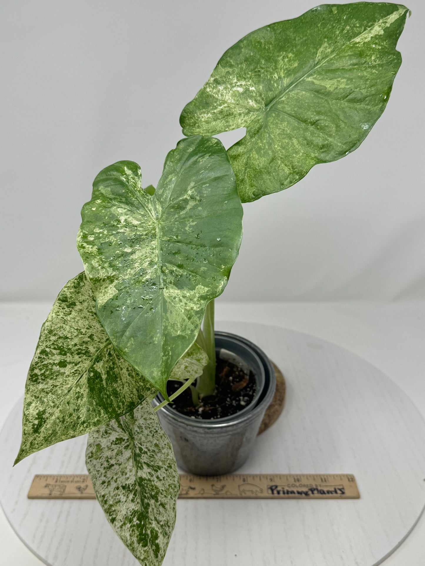 Alocasia Macrorrhiza splash