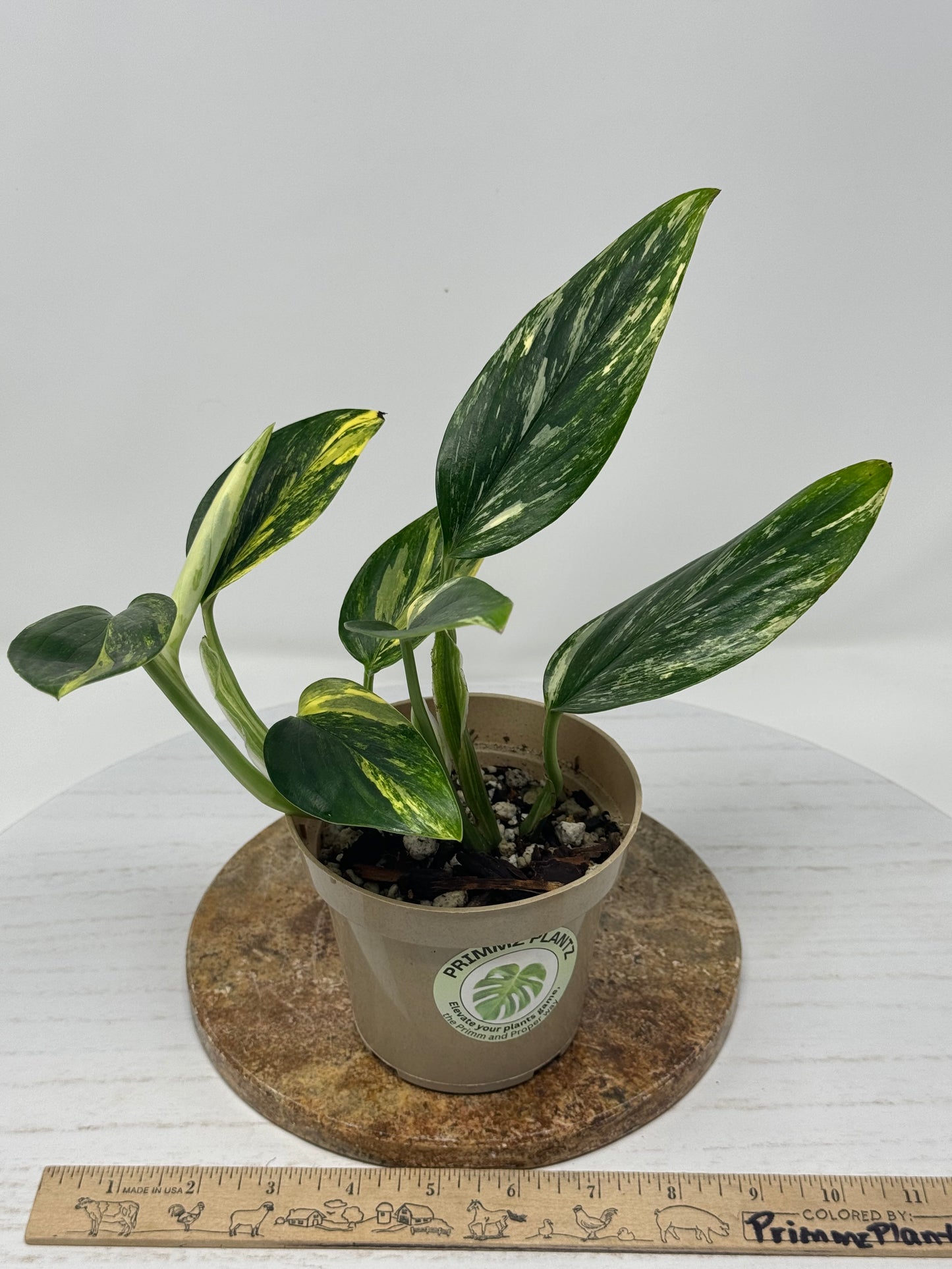 Monstera Standleyana Aurea variegated