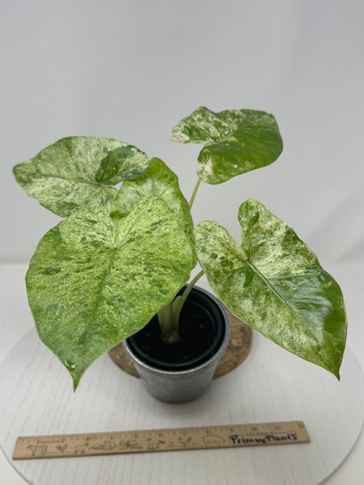 Alocasia Macrorrhiza splash