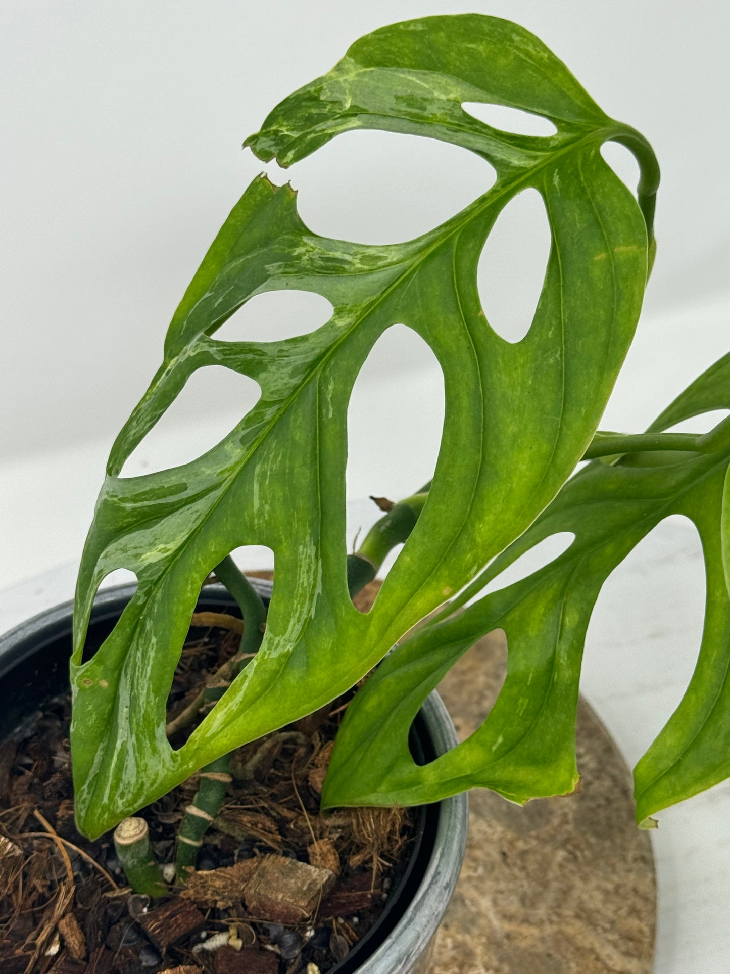 Monstera Adansonii Mint