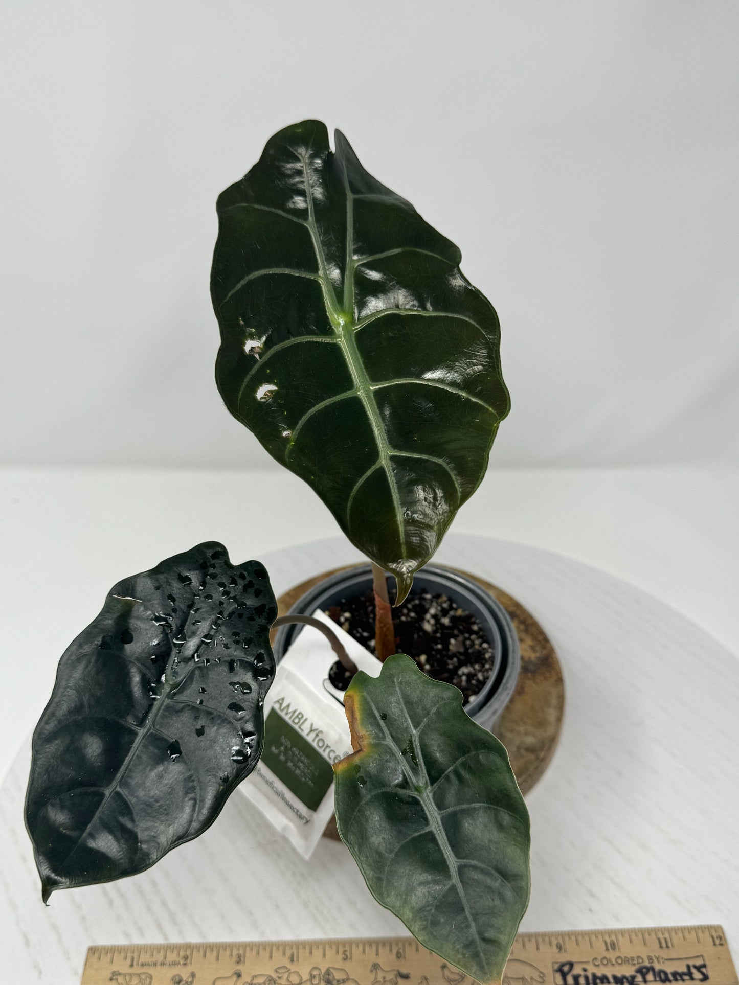 Alocasia Chantreri