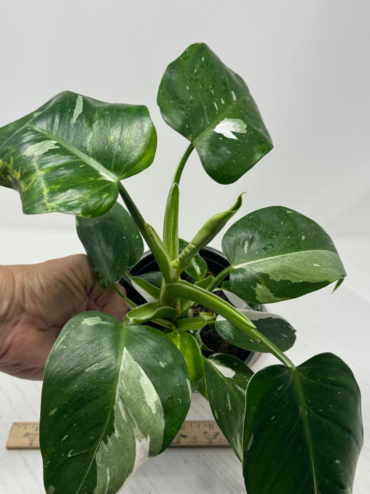 Philodendron White Wizard