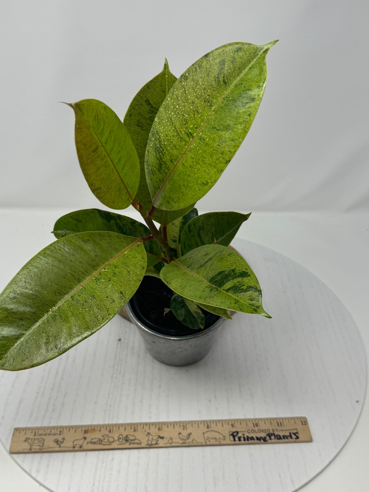 Ficus Shivereana