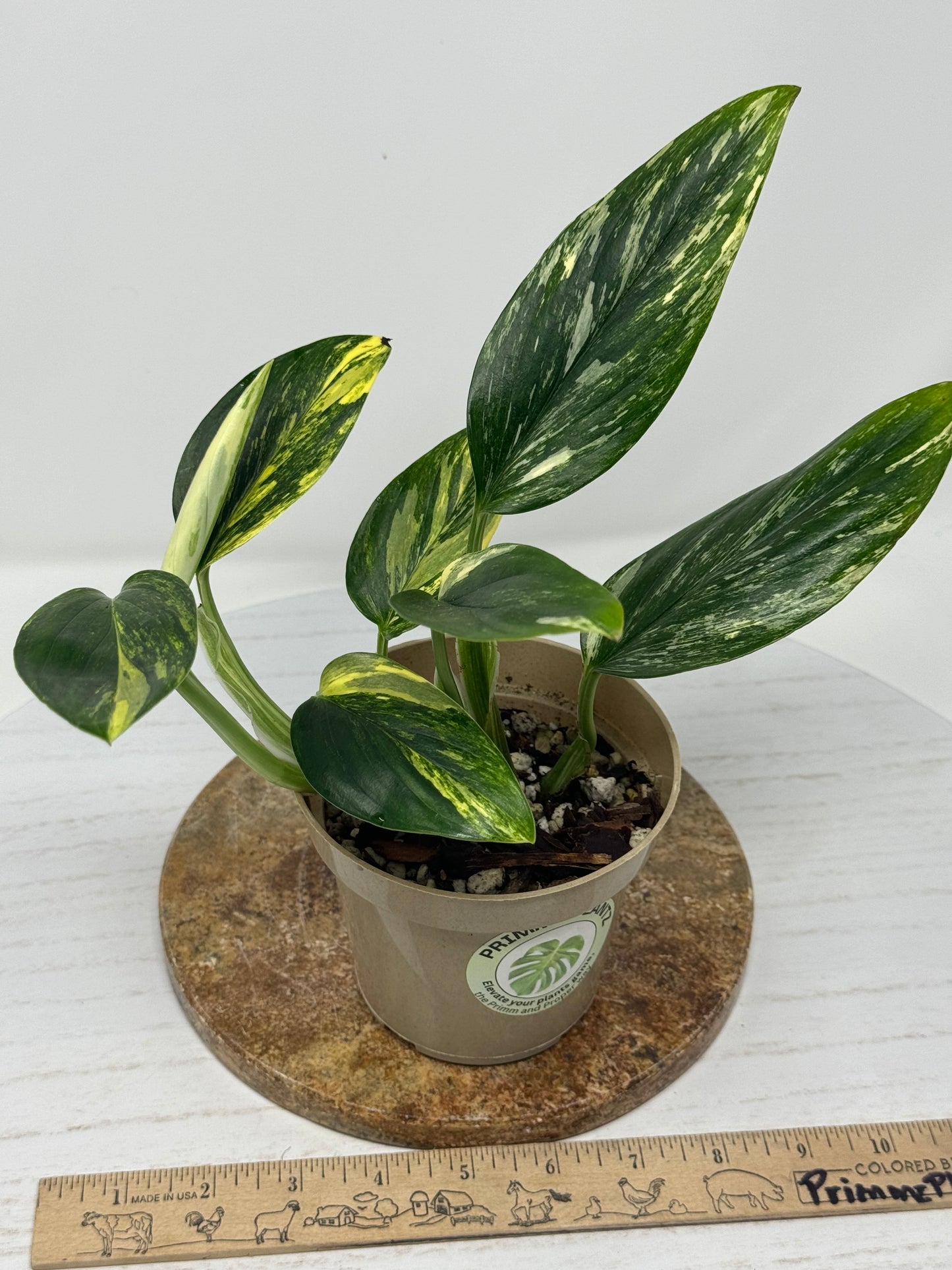 Monstera Standleyana Aurea variegated