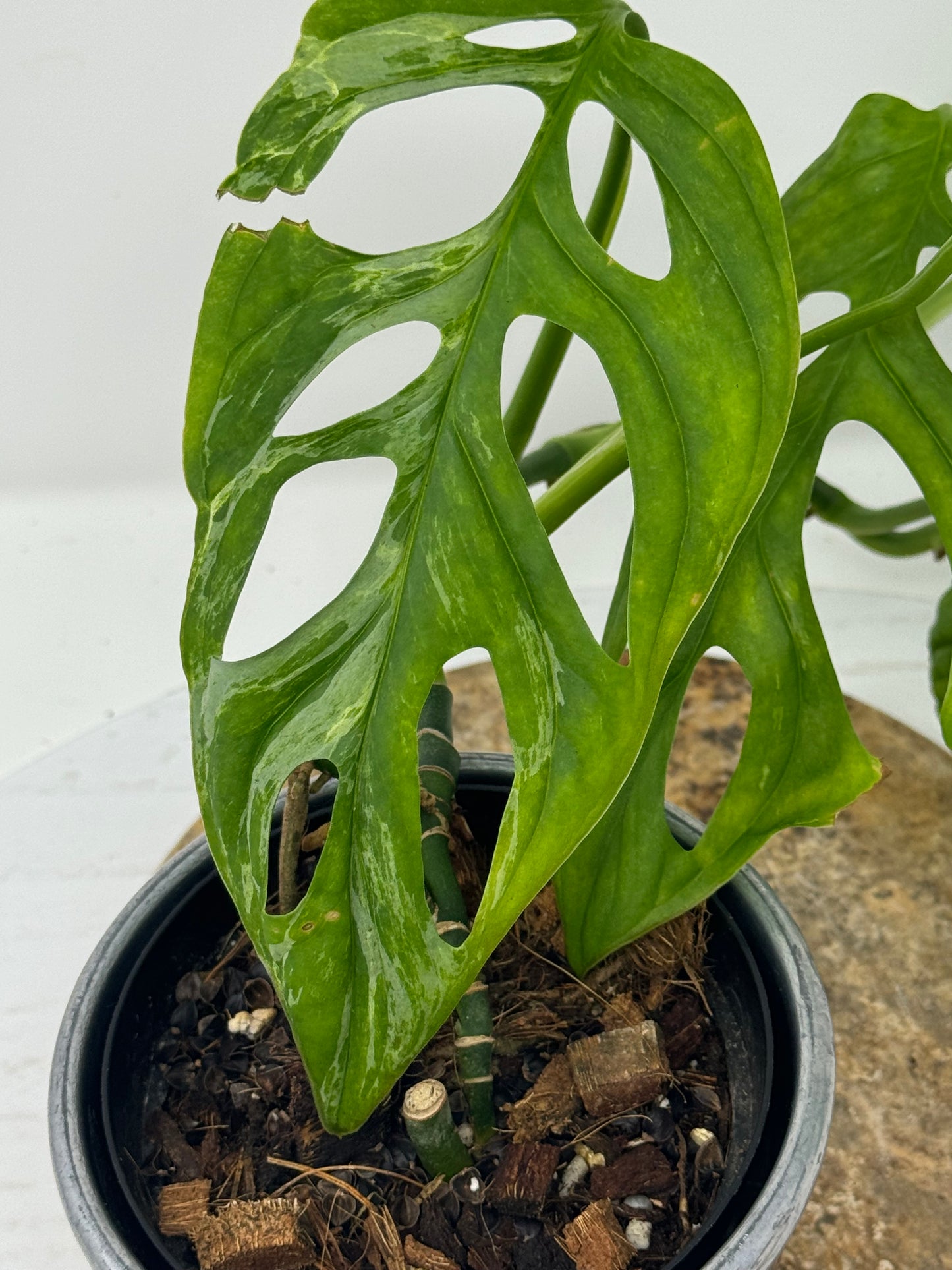 Monstera Adansonii Mint