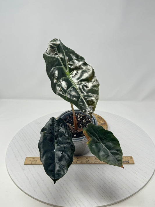 Alocasia Chantreri