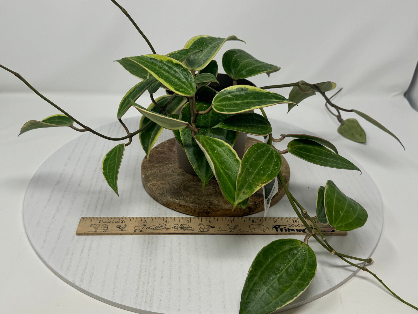 Hoya Latifolia Albomarginata