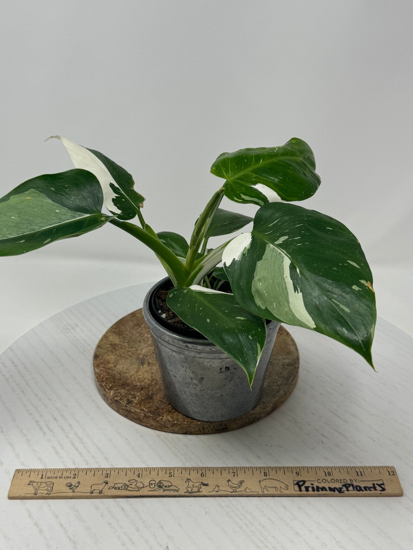 Philodendron White Wizard