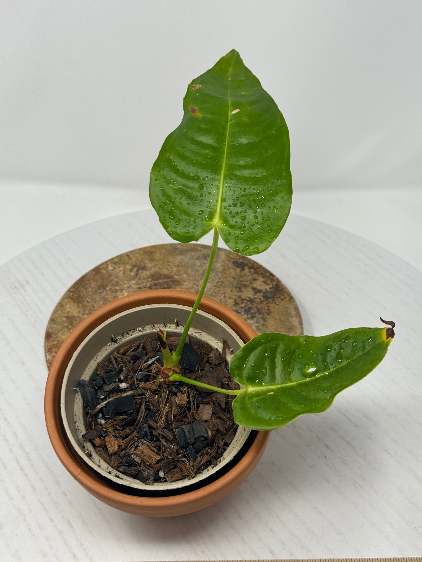 Anthurium King Veitchii