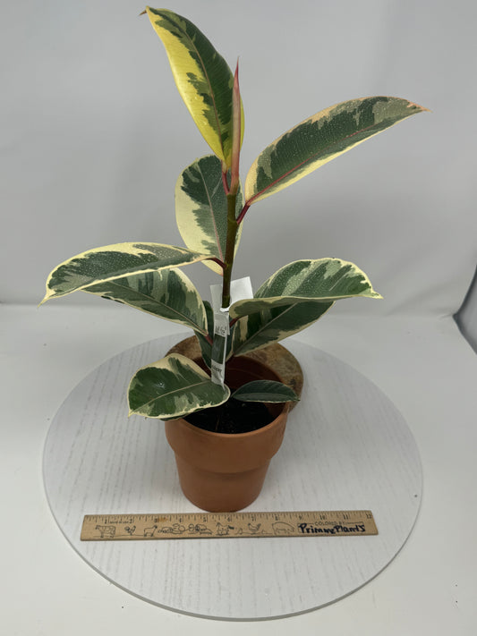 Ficus Tineke