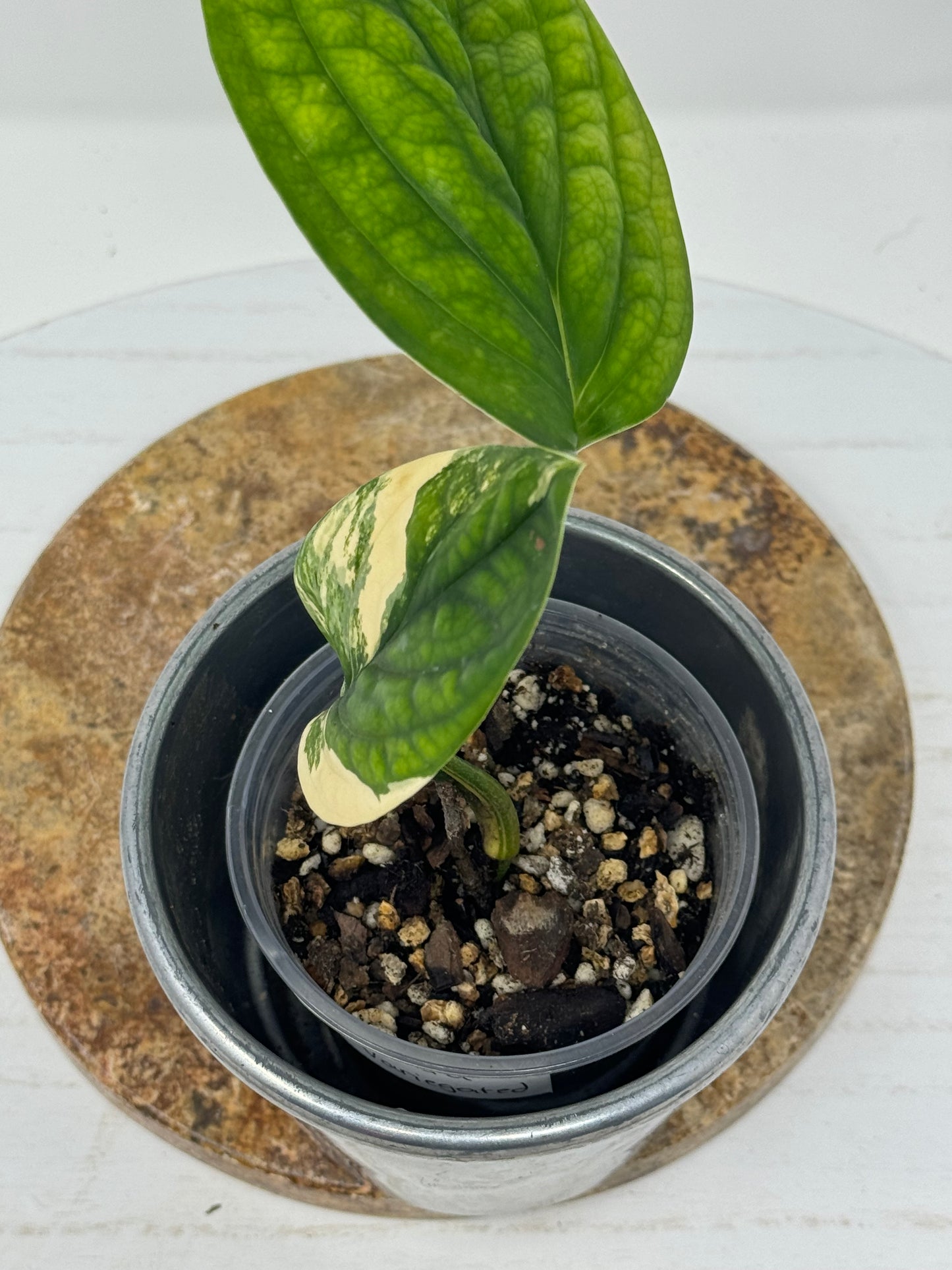 Monstera Peru variegata