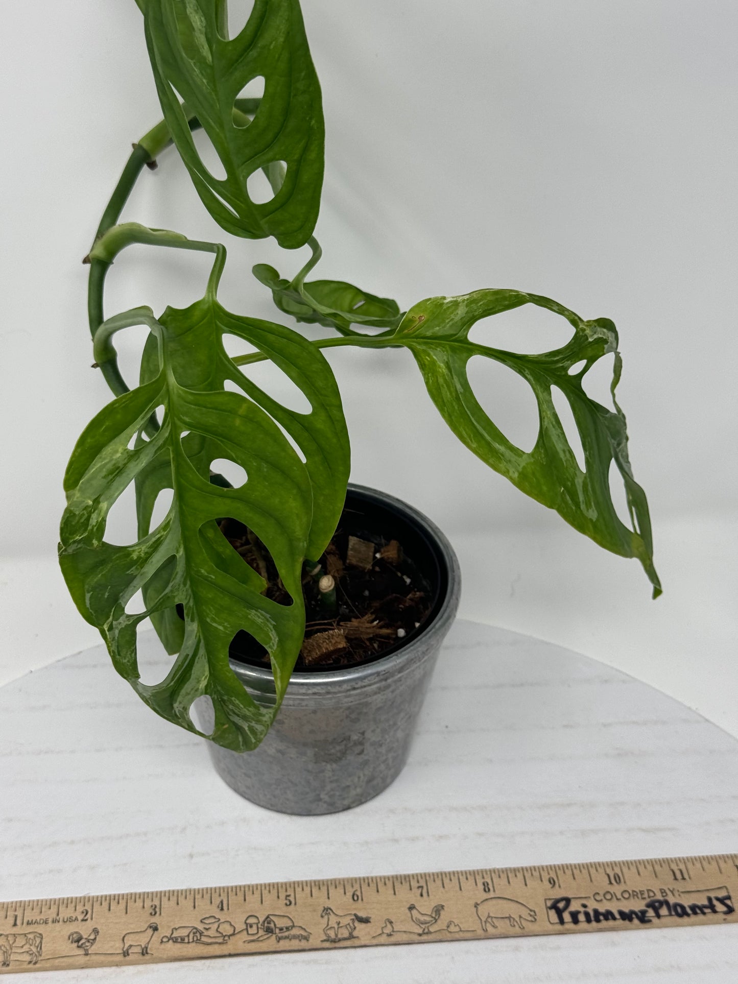 Monstera Adansonii Mint