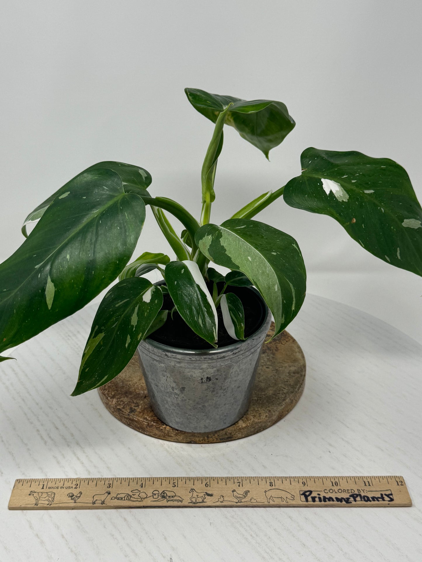 Philodendron White Wizard