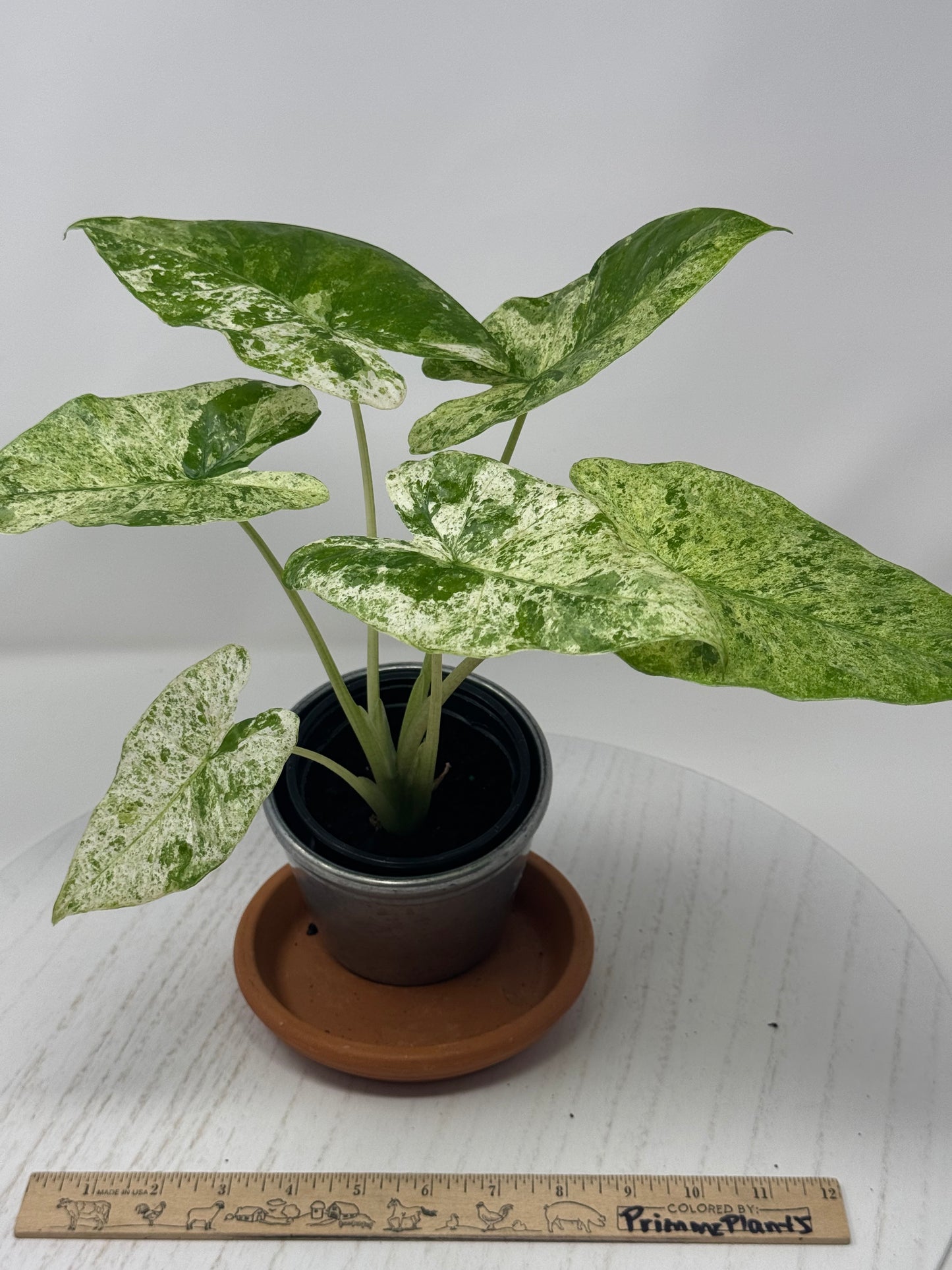 Alocasia Macrorrhiza splash