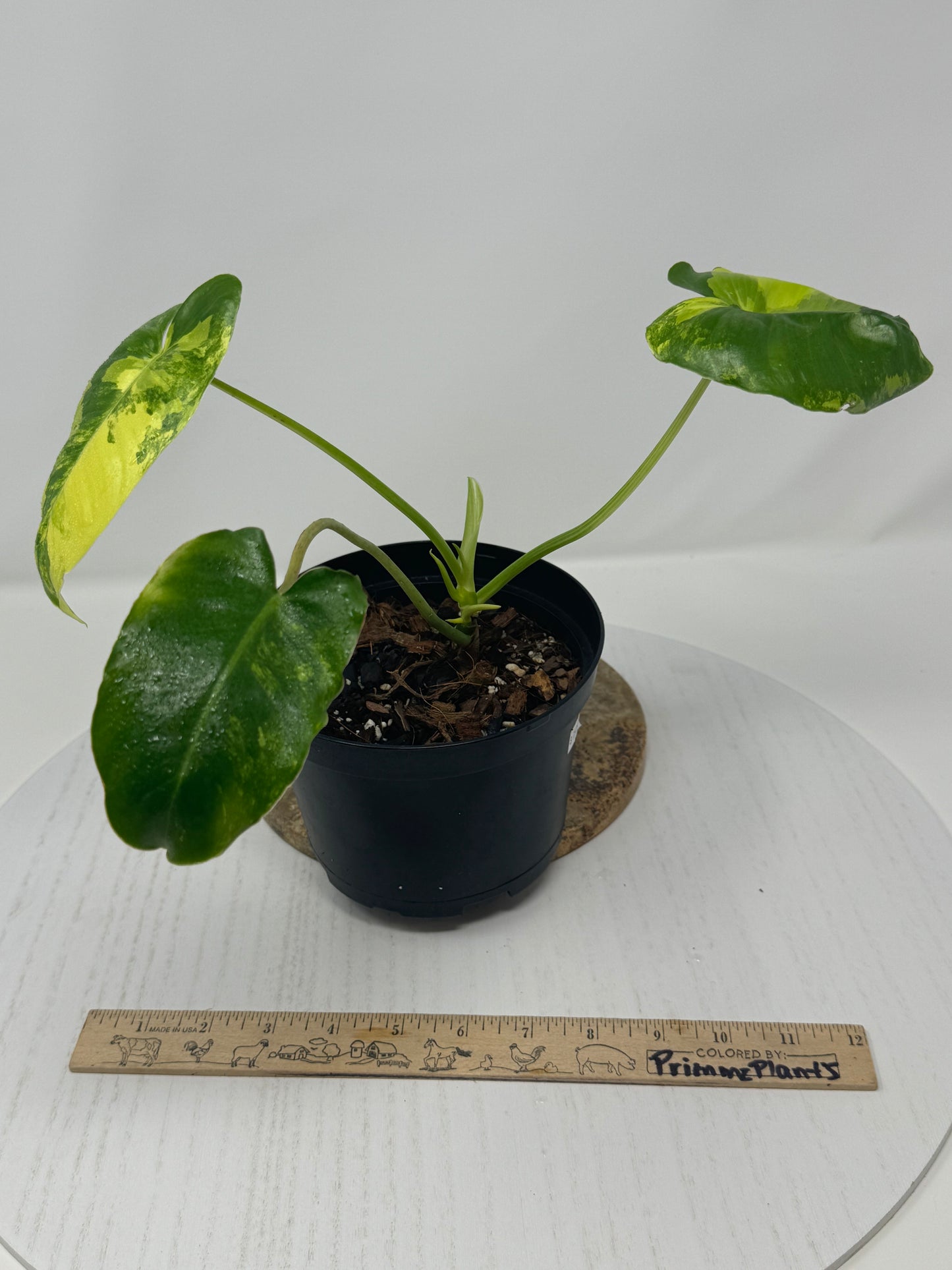 Philodendron Burle Marx Variegata