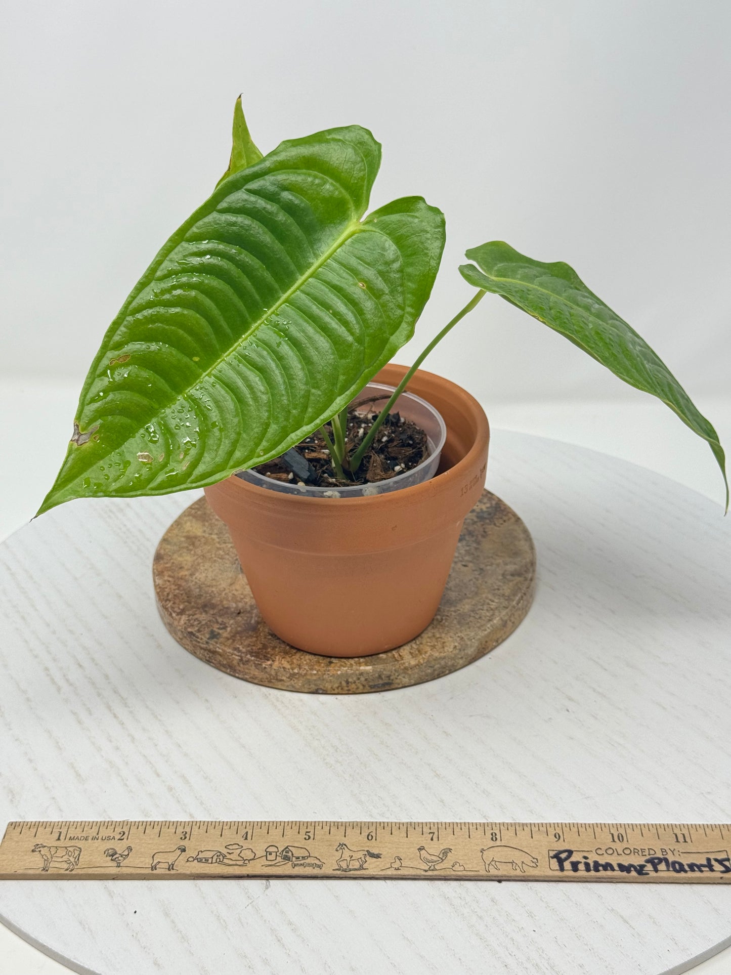 Anthurium King Veitchii