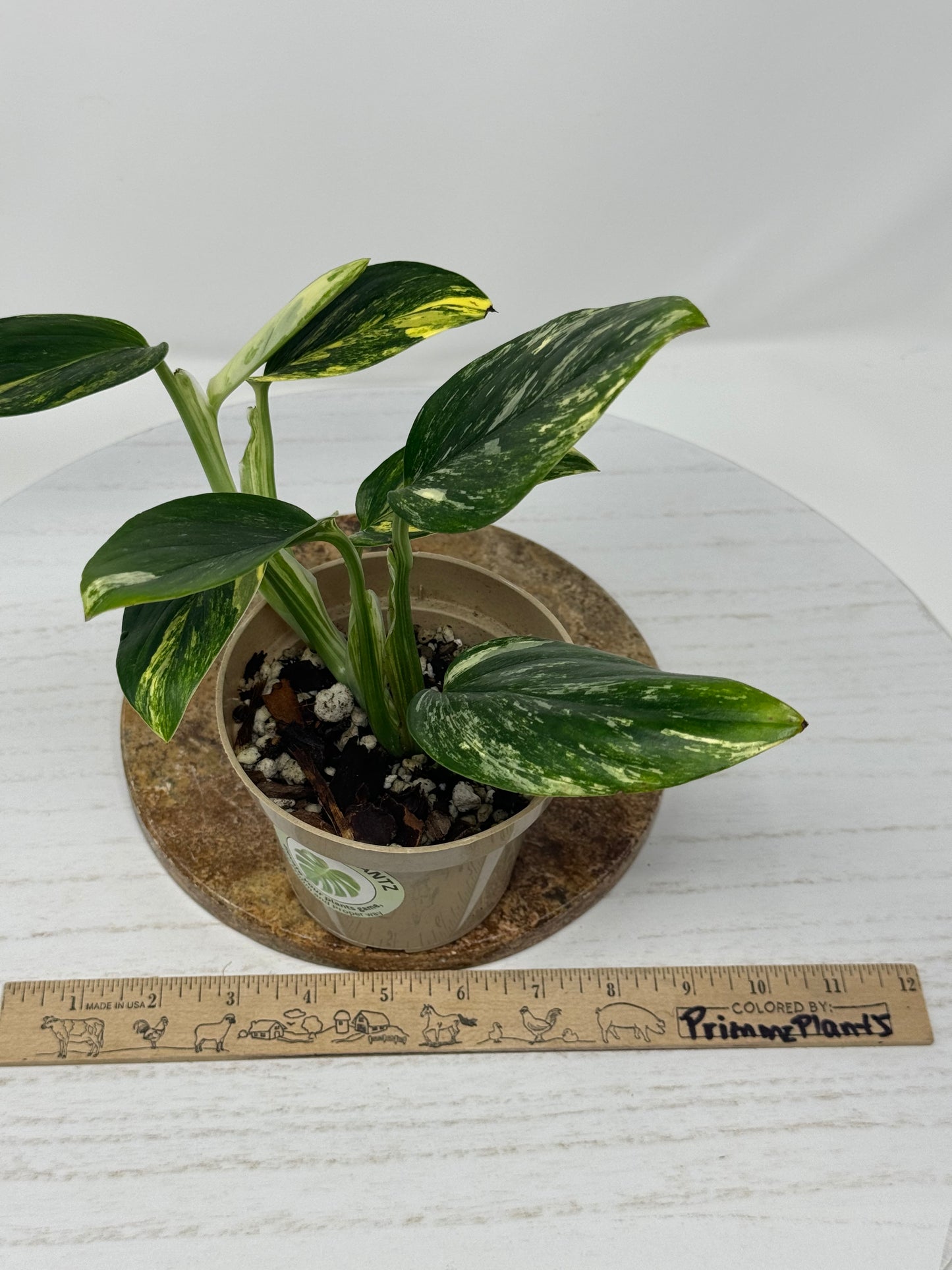 Monstera Standleyana Aurea variegated