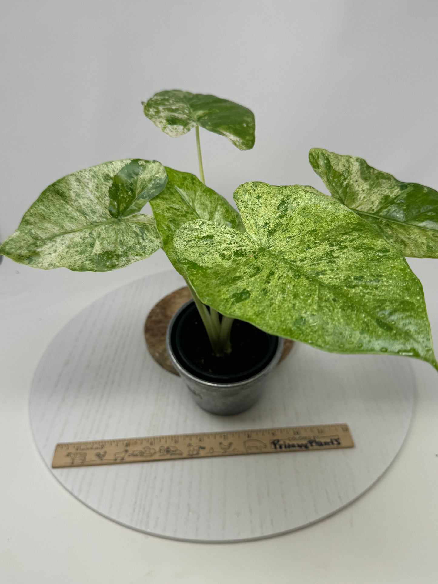 Alocasia Macrorrhiza splash