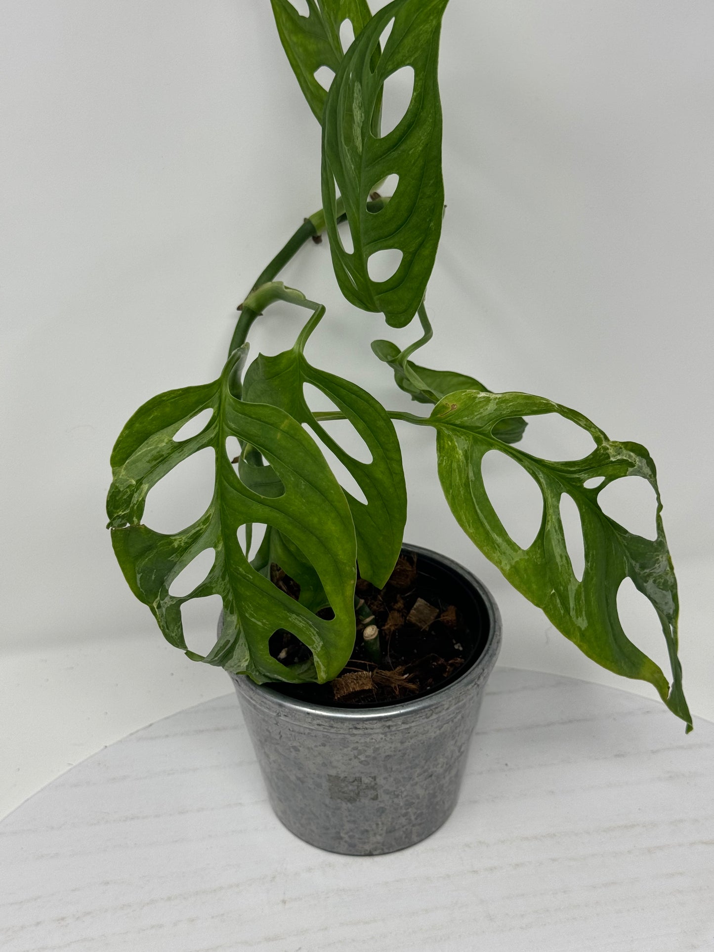 Monstera Adansonii Mint