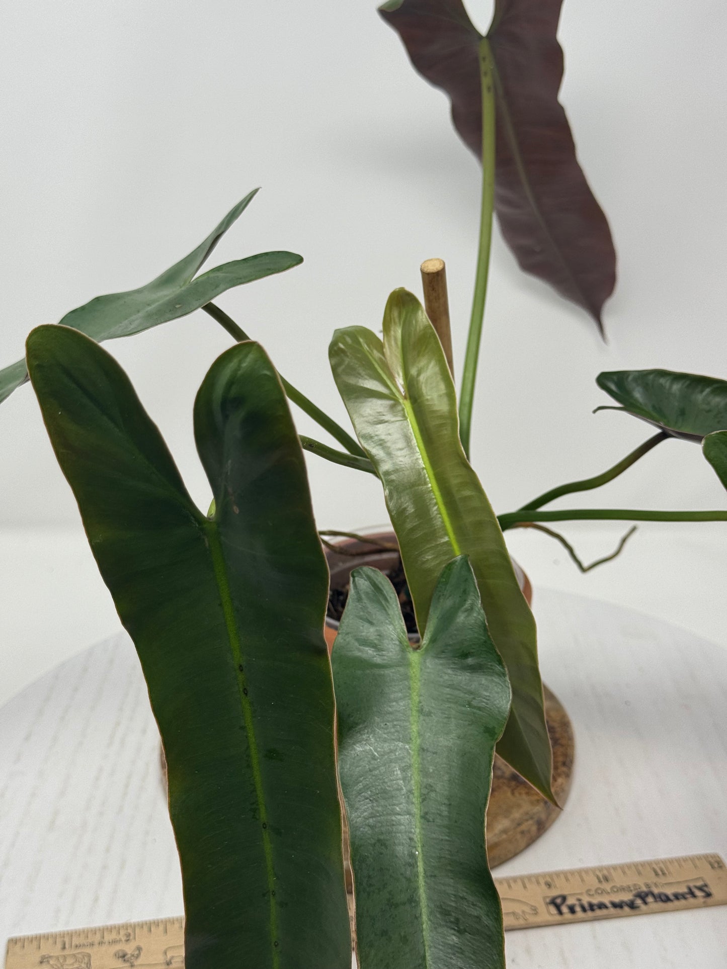 Philodendron Atabonese