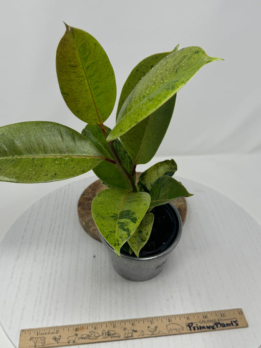 Ficus Shivereana