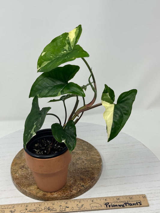 Syngonium Albo