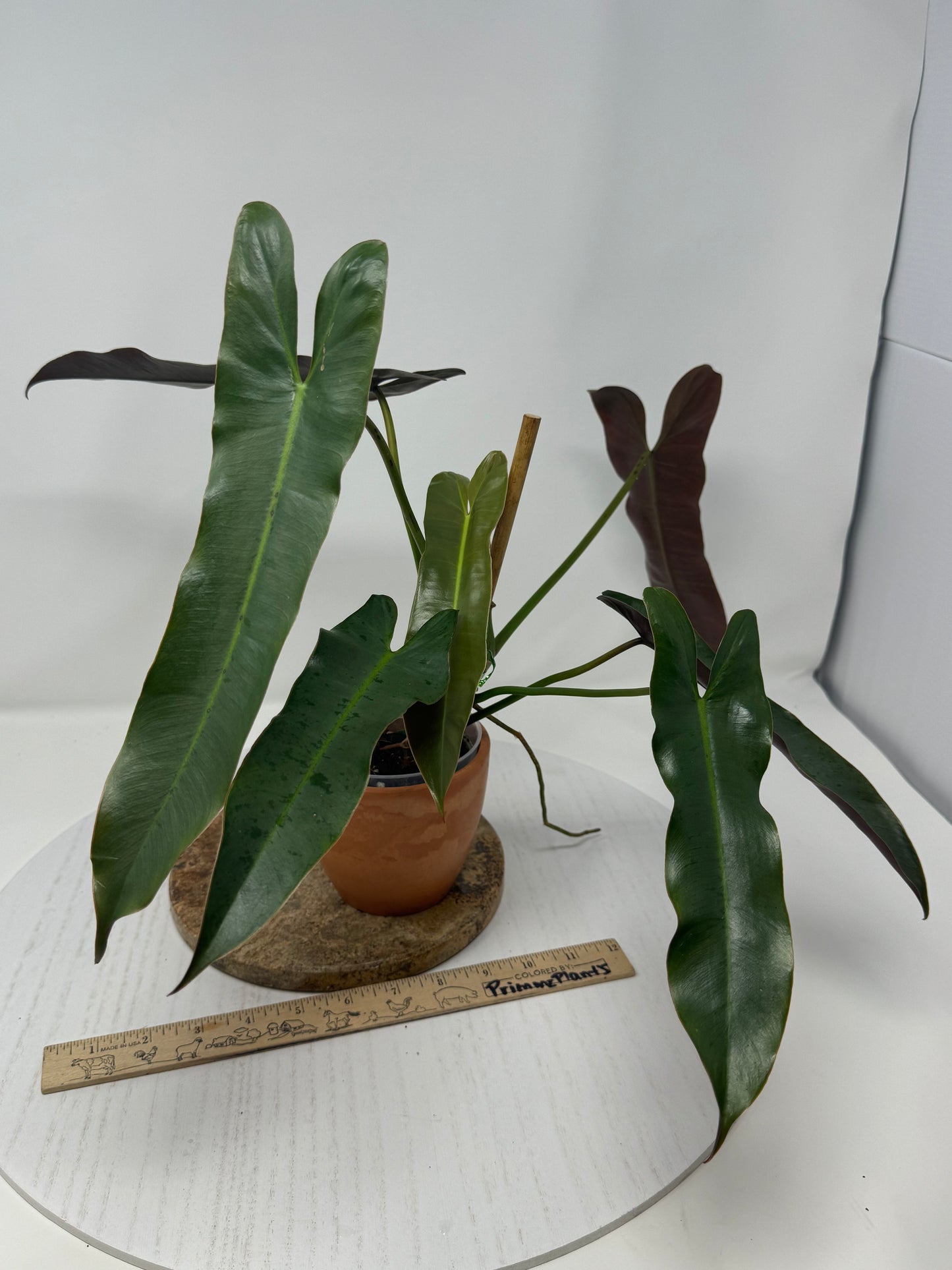 Philodendron Atabonese