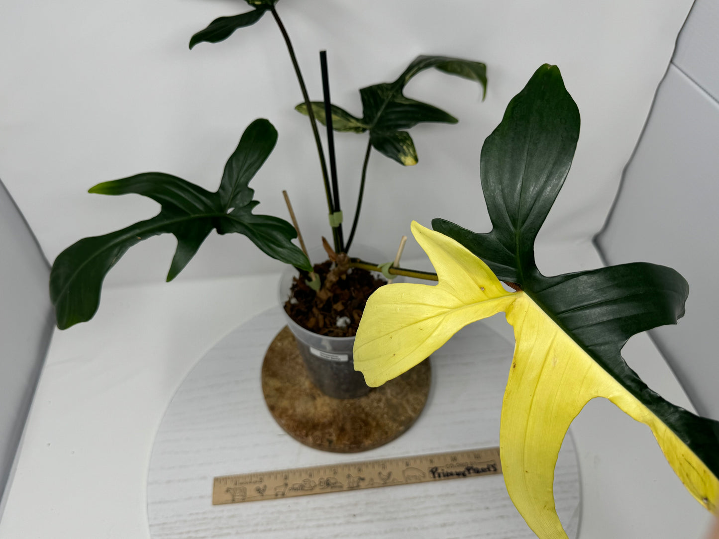 Philodendron Florida beauty