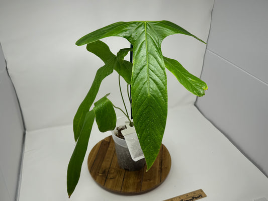 Anthurium Falcatum