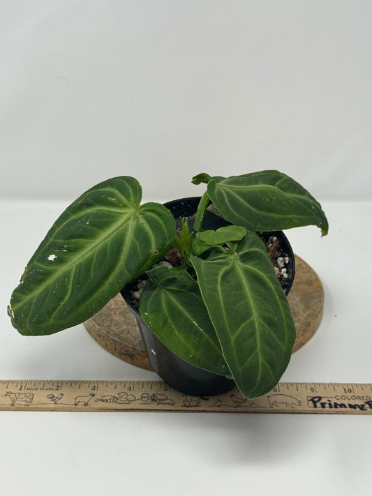 Anthurium Villenaorum