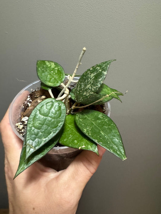 Hoya Carnosa