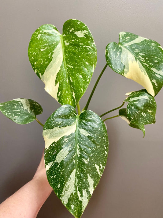 Monstera Thai constellation