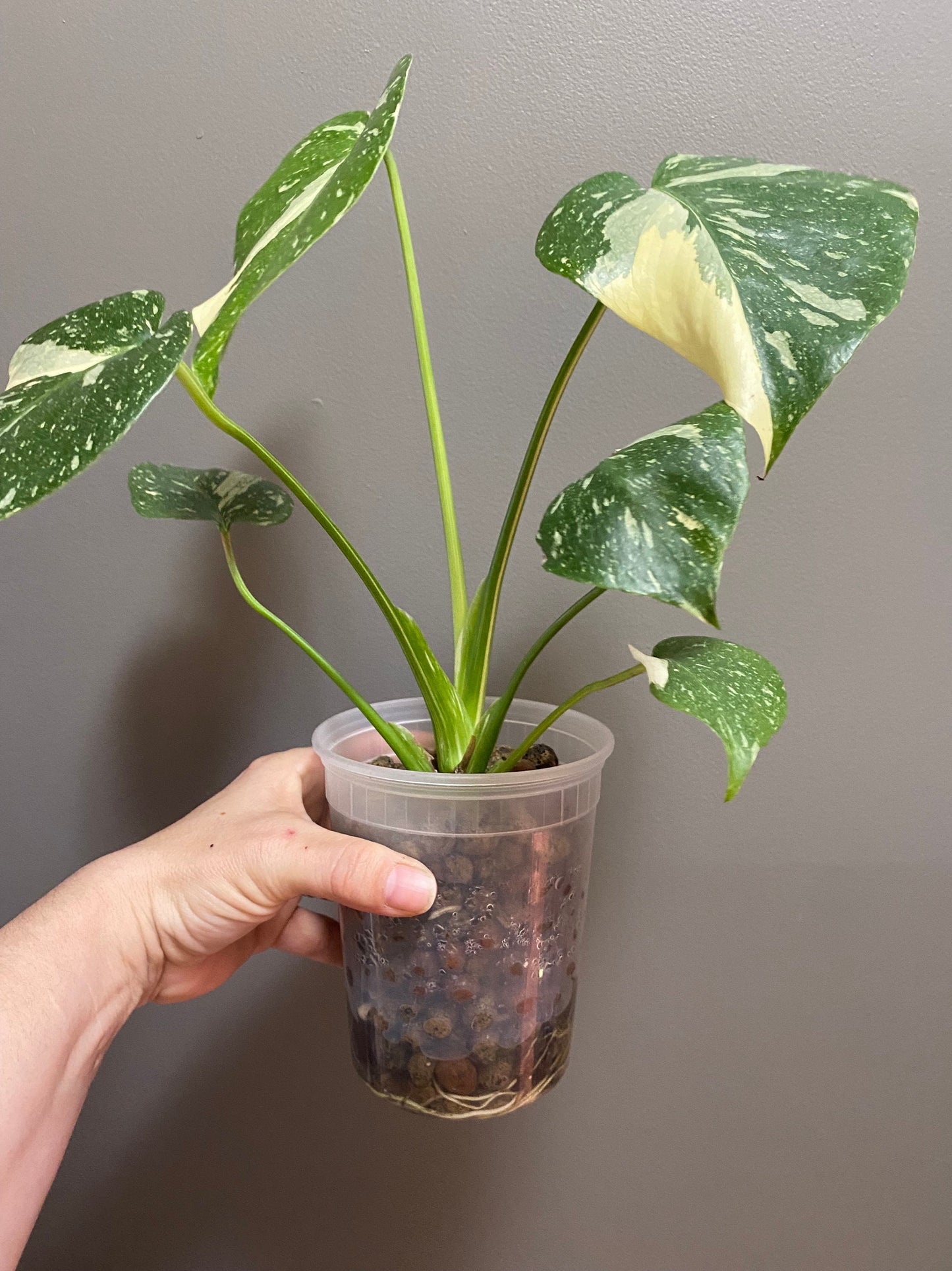 Monstera Thai constellation