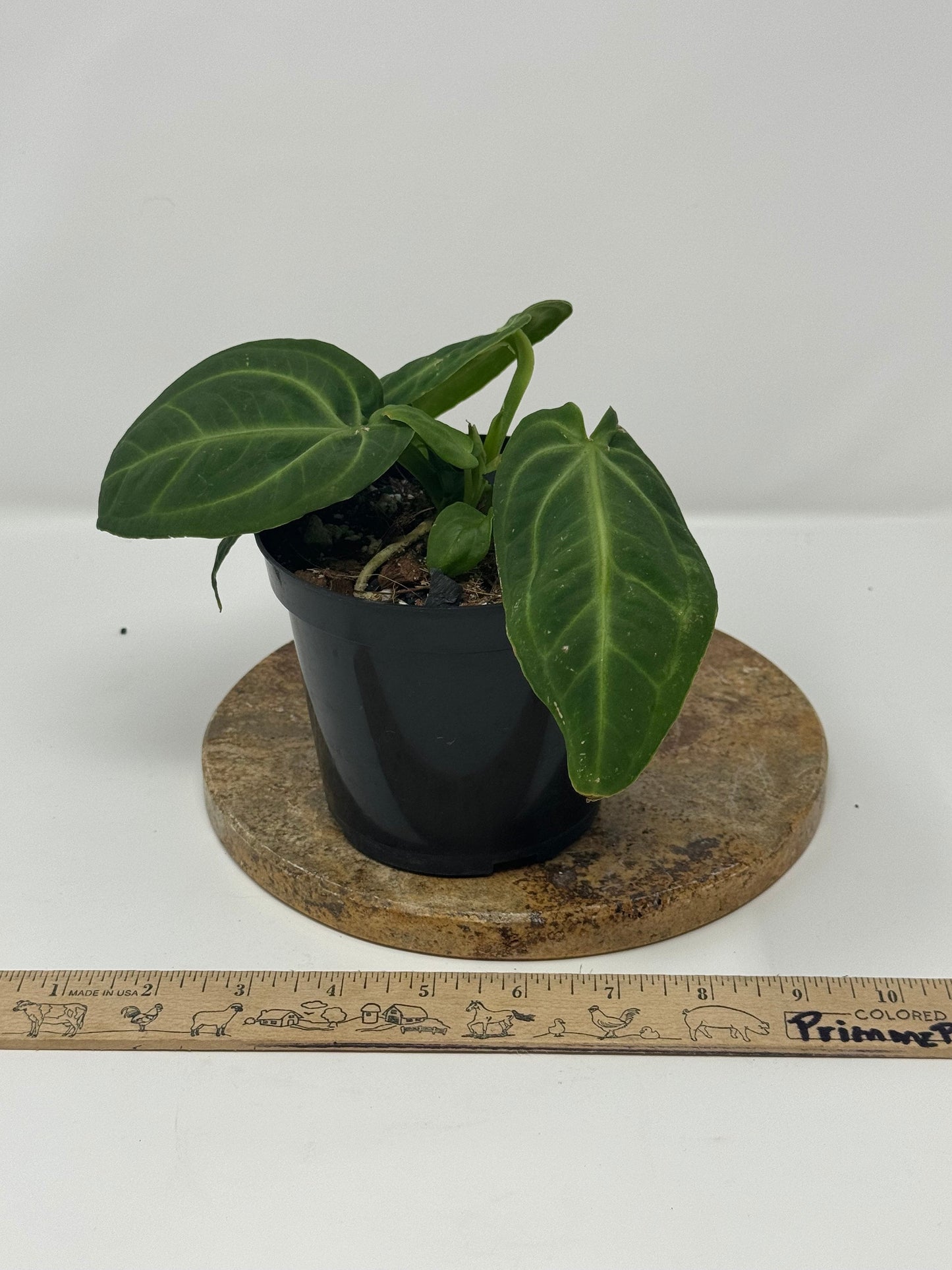 Anthurium Villenaorum