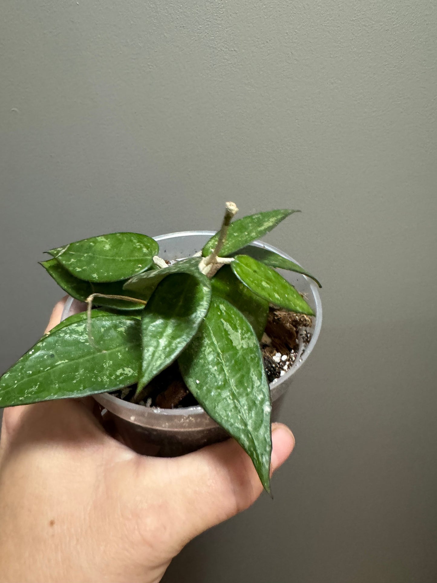 Hoya Carnosa