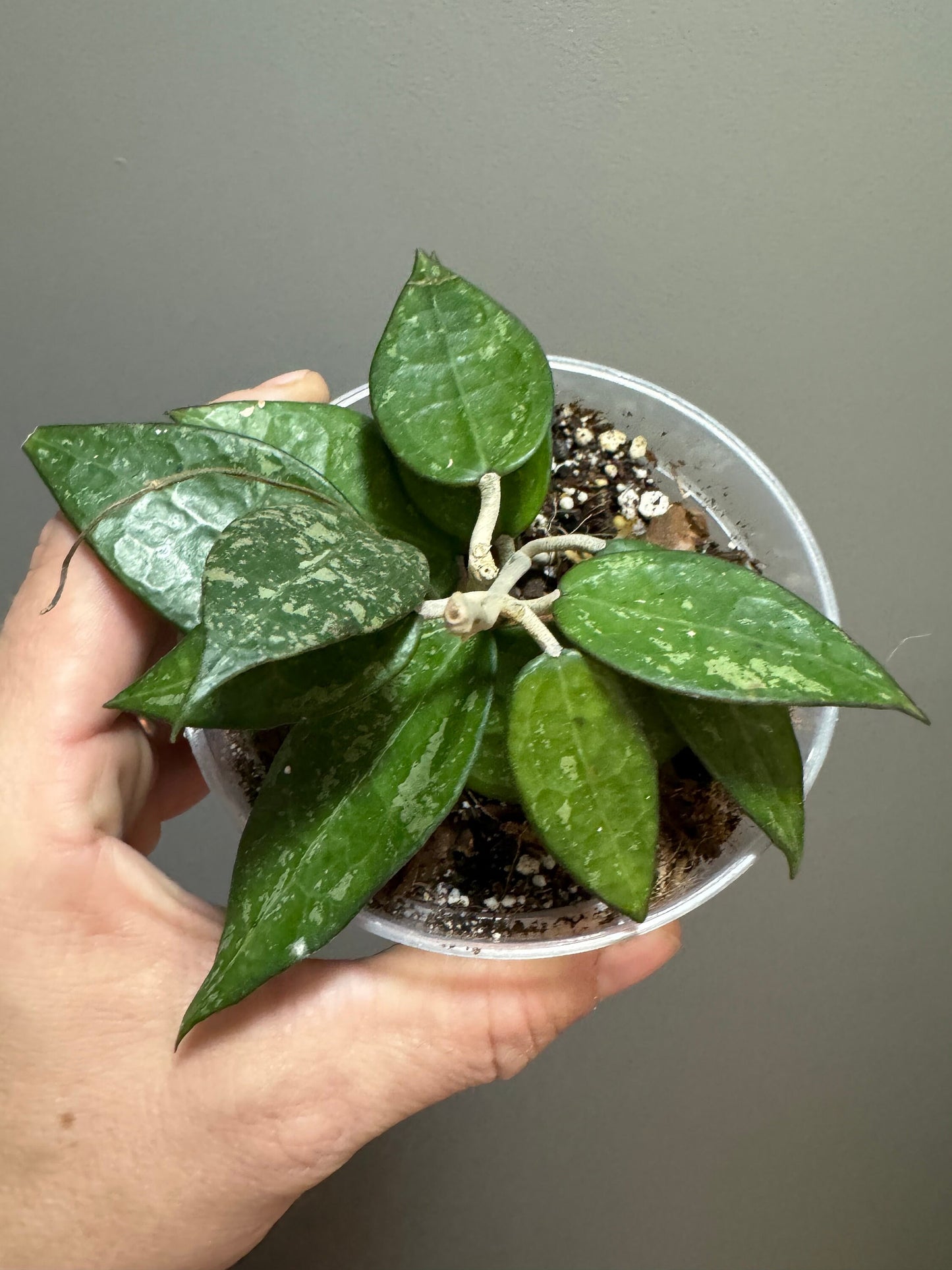 Hoya Carnosa